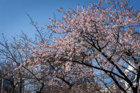 tokyo cherry blossom -1