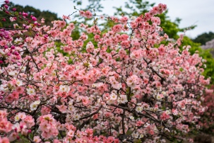 tokyo cherry blossom -15