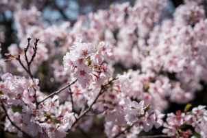 tokyo cherry blossom -3